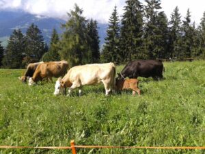 Kühe auf dem Hof Rungger